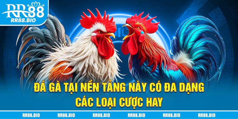 Đá gà tại nền tảng này có đa dạng các loại cược hay